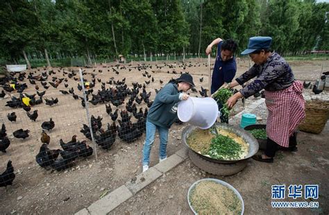 东平县志华养鸡专业合作社500万只肉鸡繁育基地新建项目可行性研究报告