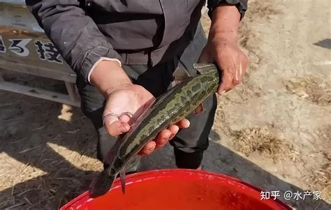 黑鱼养殖技术及病害防治 - 百科 - 酷钓鱼