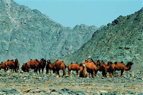 骆驼的寿命有多长（骆驼能活几年）-大盘站 - 大盘站