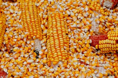 金黄1号玉米种子介绍，该品种属中熟杂交玉米品种 - 新三农