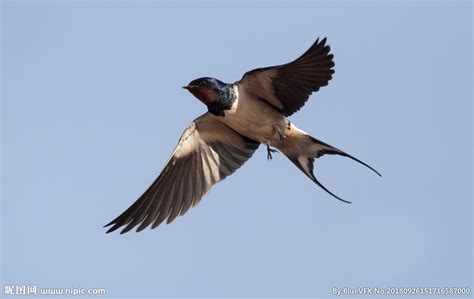 尖尾雨燕:世界上飞行速度最快的鸟 为什么飞得那么快? - 星云探秘网