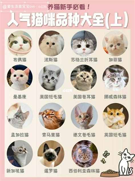 美短起司猫是什么品种,起司猫是什么品种,起司猫是什么猫(第4页)_大山谷图库