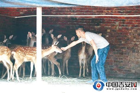 鹿与中国红 - 堆糖，美图壁纸兴趣社区