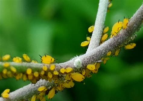 栀子花蚜虫大爆发，是蚜虫难防治还是方法不太对？教你一招灭蚜！_植物