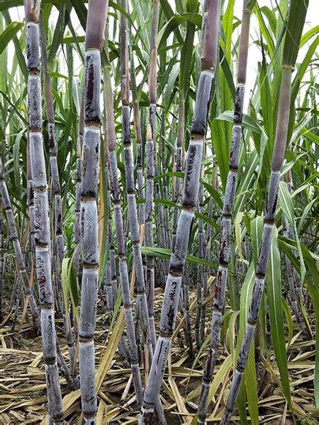 甘蔗种植方法和技术 —【发财农业网】