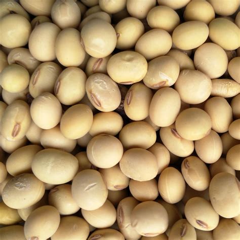今日黄豆价格多少钱一斤？黄豆价格最新行情2020 - 惠农网