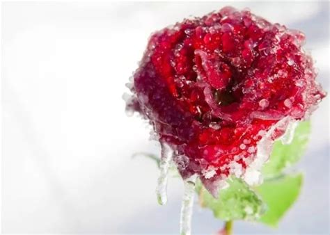 带冰的玫瑰花图片,带水的玫瑰花图片,冰雪玫瑰花图片_大山谷图库