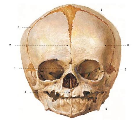 3D医学研究人类头骨概念图图片素材-正版创意图片600415962-摄图网