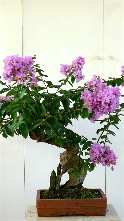 紫薇树可以盆栽吗 盆栽紫薇这样养护长得更漂亮