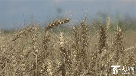 新疆夏粮陆续开镰 各地已收小麦3.98万亩 -天山网 - 新疆新闻门户