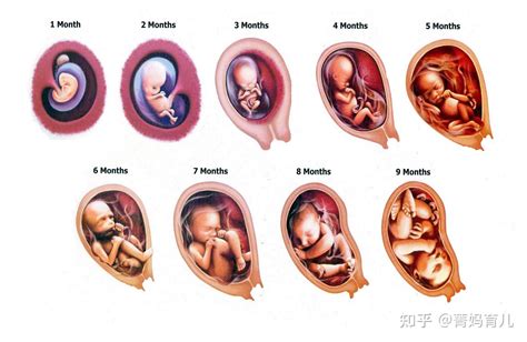 胎儿40周发育全过程图解及注意事项，准妈快来收！