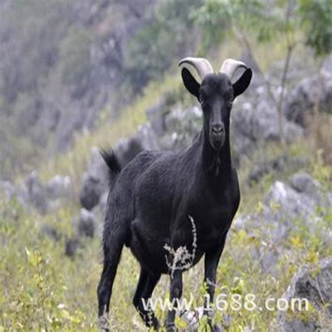贵州黑山羊价格 成年种羊多少钱一只 屠宰肉羊多少钱一斤-阿里巴巴