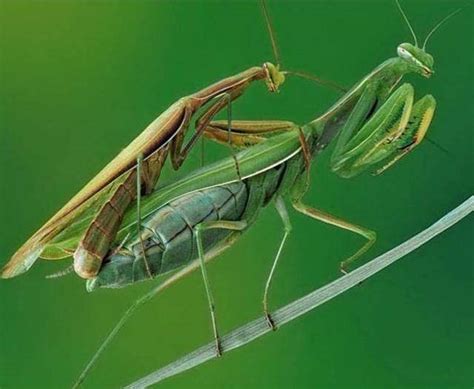最厉害的螳螂,金属螳螂,最厉的昆虫(第2页)_大山谷图库