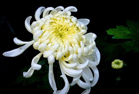 一支盛开的白色菊花高清图片下载_红动网
