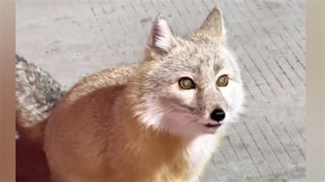 北京妙峰山偶遇“银狐”，专家表示：或非野生动物__财经头条