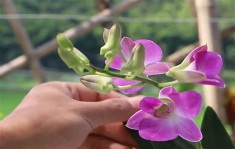 石斛兰怎么养才能开花-养护管理-盆景艺术网