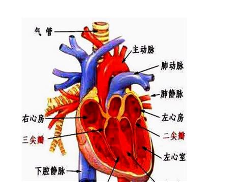 脏腑位置图片