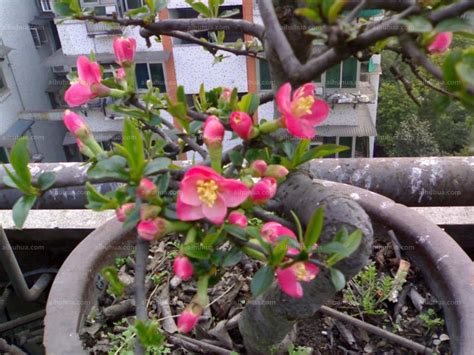 木瓜海棠和贴梗海棠哪个贵-藤本月季网