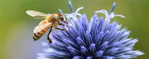 蜜蜂采蜜是什么季节，蜂蜜产量最高是什么季节 - 农敢网
