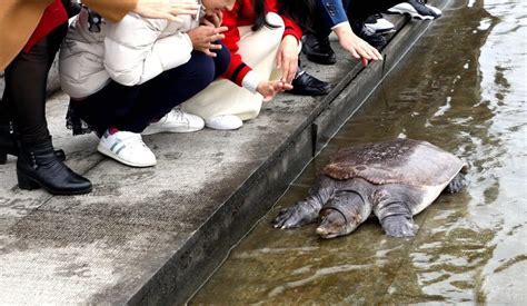 江西省萍乡市发现并放生18.7斤罕见大甲鱼_两栖专题（乌龟甲鱼）_水产养殖网