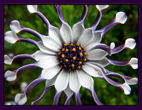 精细优雅和非常美丽的花朵高清图片下载-正版图片504359820-摄图网