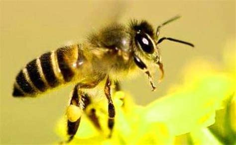 蜂王、雄蜂和工蜂分别是什么蜂？ - 蜜蜂知识 - 酷蜜蜂