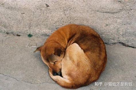 趴在门口地毯上的宠物狗高清图片下载-正版图片600187700-摄图网