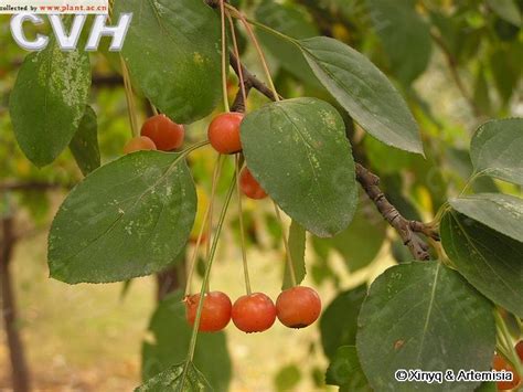 山荆子图片