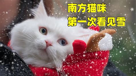 当南方猫咪第一次看见下雪，猫：这个雨好白_高清1080P在线观看平台_腾讯视频