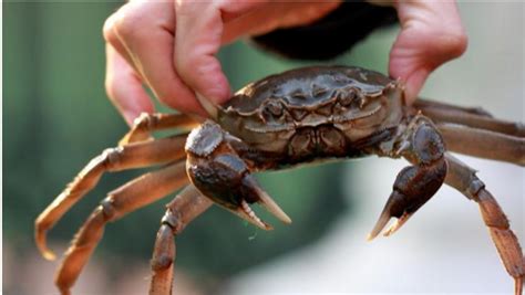 活螃蟹保存10天方法 螃蟹如何保存10天 - 天奇生活