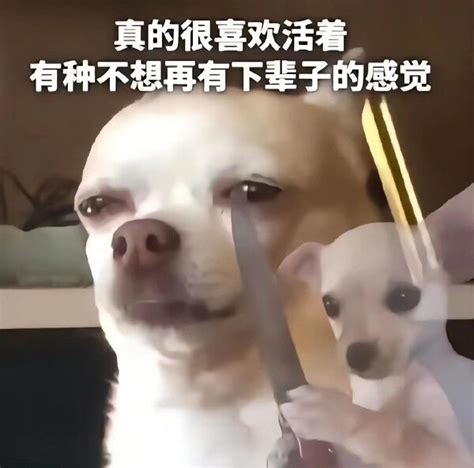 疯了表情包图片