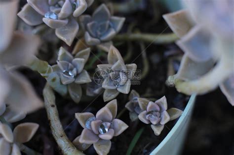 石玫瑰(CmmnRckrse)花语:普遍(Uni图片