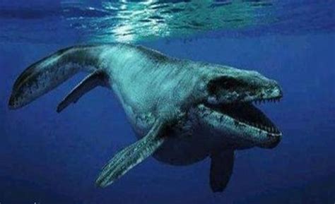 远古海洋生物,水怪,生物标本,海洋动物,动物摄影,摄影素材,汇图网www.huitu.com
