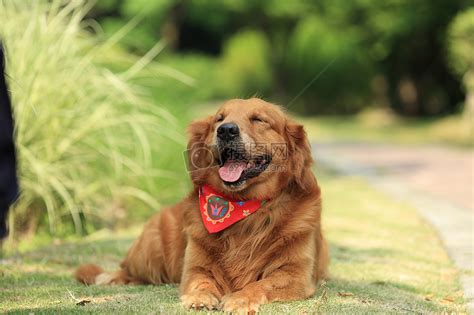 阳光下微笑的狗高清图片下载-正版图片500663089-摄图网