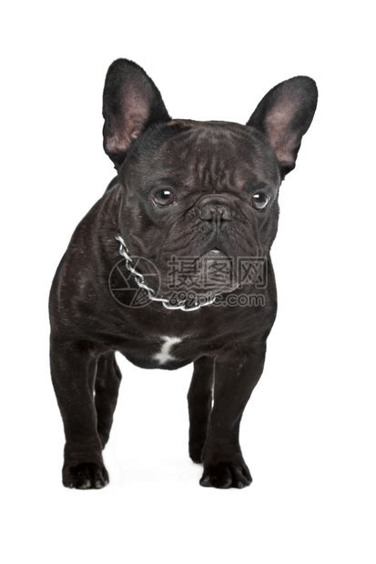 宠物萌宠法国斗牛犬图片