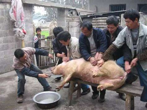 组团去杀年猪，赶紧报名吧，就在重庆主城周边，全部是农户自家的土猪，杀年猪