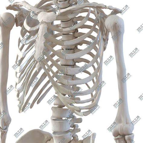 ENOVO人体脊柱模型脊椎骨盆整骨胸骨肋骨胸腔骼模骨架型-阿里巴巴