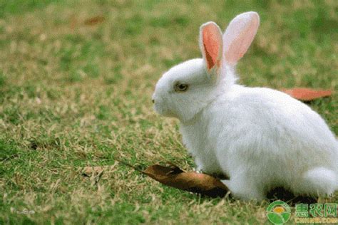 [肉兔批发]伊拉兔，杂交比利时兔，八点黑兔价格13元/斤 - 惠农网