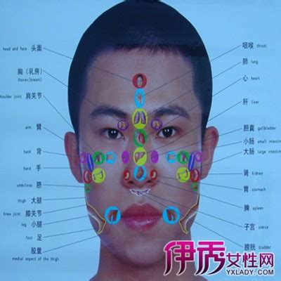 面部反射区图图片