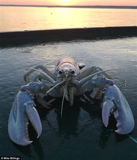 美国缅因州渔民抓到一只几乎全透明的龙虾 - 神秘的地球 科学|自然|地理|探索