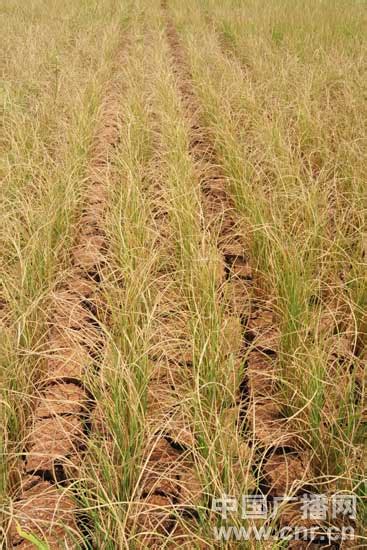 南方水稻的熟制 - 农敢网