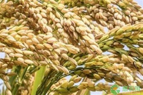 籼稻适宜的种植海拔上限是多少米(海拔上限与温度积温有关)-风水人