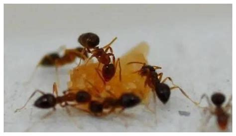 家里有小蚂蚁用开水烫？完全没必要，还不如这样做