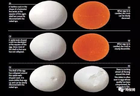 鸡蛋价格最新消息 目前鸡蛋价格持续上涨-股城消费