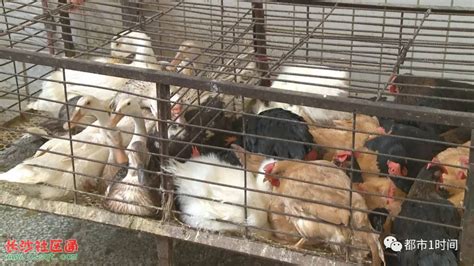 福州海峡家禽批发市场重新开门营业 - 城事 - 东南网