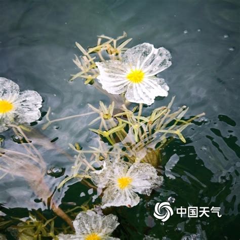 泸沽湖的“水性杨花”开了 学名叫海菜花（图片）_奇象网