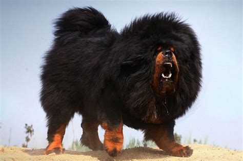 十大战斗力最强的动物排名-西伯利亚虎上榜(有丛林之王的美称)-排行榜123网