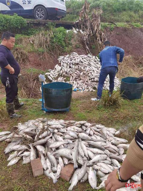 鱼塘上万斤鱼死亡损失数十万，竟是卖家误将“杀鱼药”当杀虫剂寄出