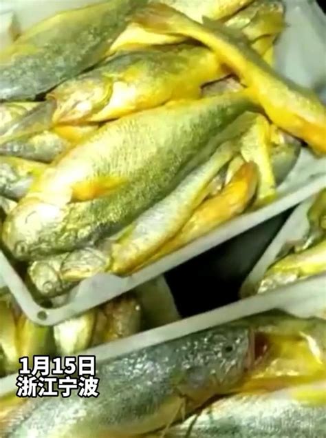 [大黄鱼批发]大黄鱼 黄花鱼好的品质价格21元/斤 - 惠农网