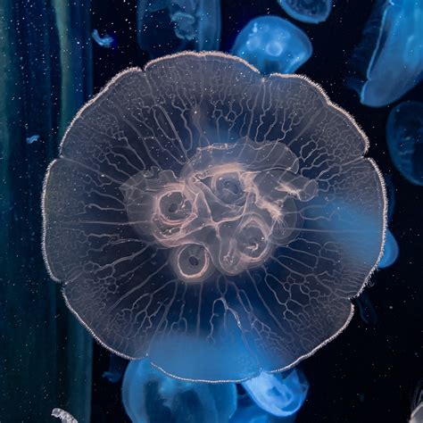 在海中游弋的水母图片下载 - 觅知网